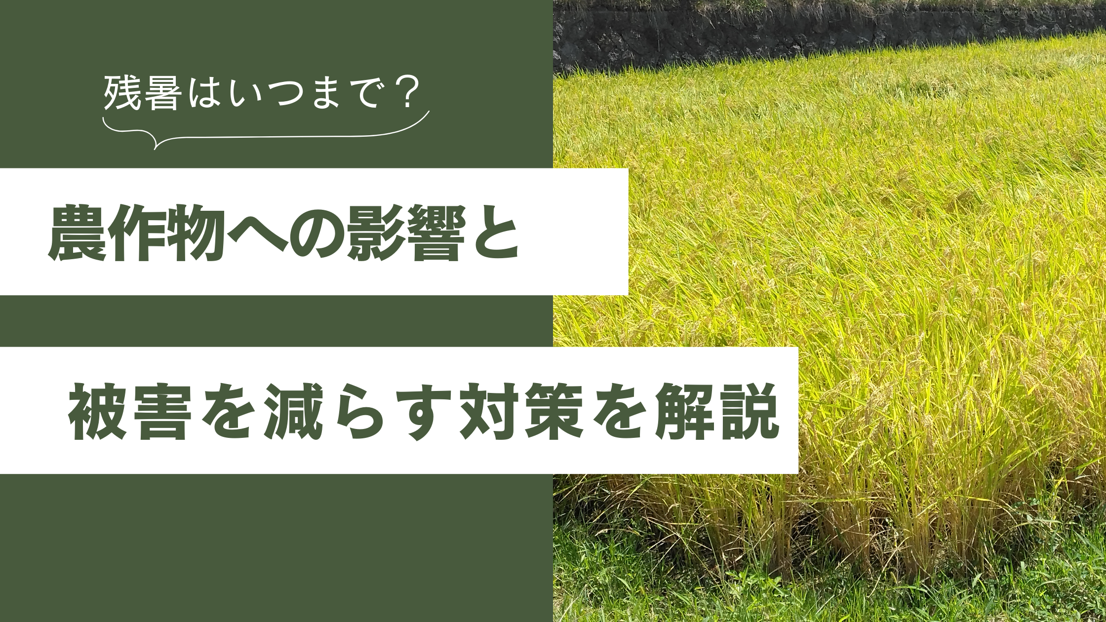 残暑はいつまで？農作物への影響と被害を減らすための対策を徹底解説